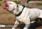 PITBULL ATACA A OTROS PERROS Y FUE ABATIDO POR UN EFECTIVO POLICIAL
